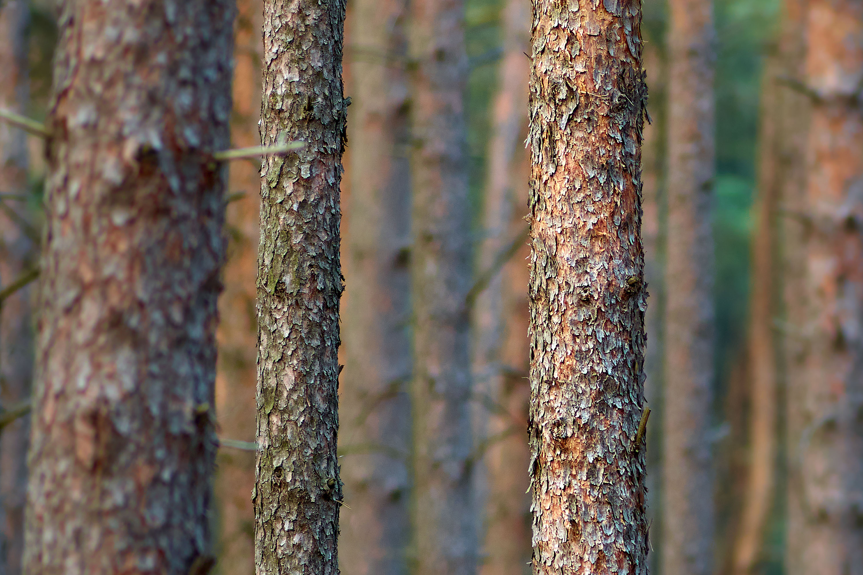 Holz I © Ralph Rainer Steffens