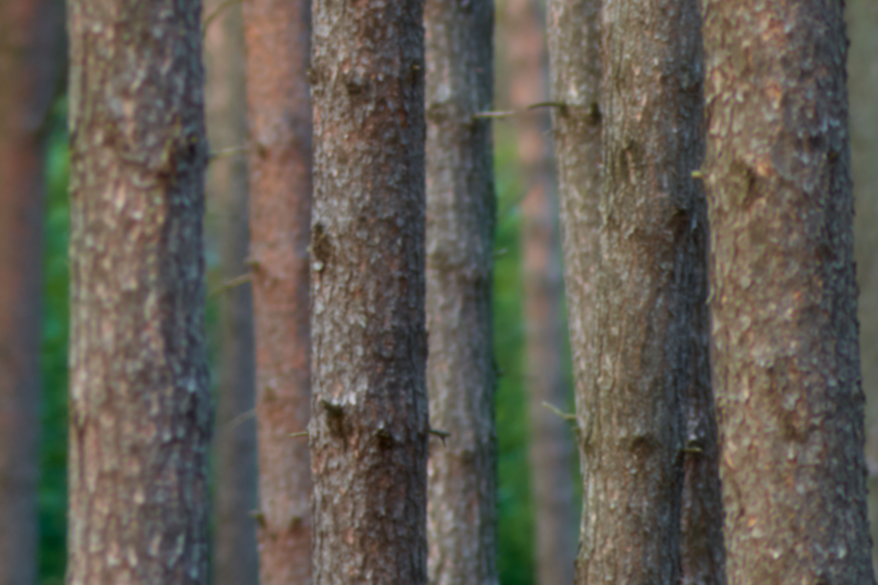 Holz I © Ralph Rainer Steffens