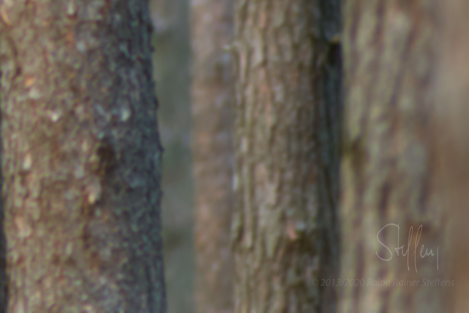 Holz I © Ralph Rainer Steffens