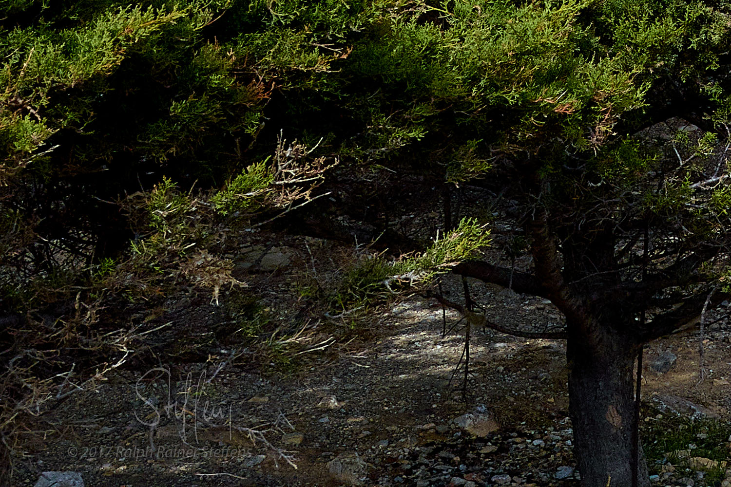 Kotsifou Canyon © Ralph Rainer Steffens