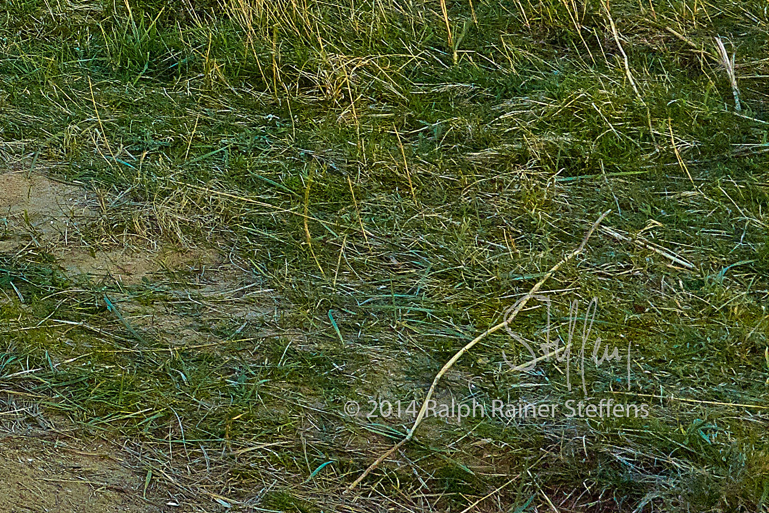 Morsum Kliff © Ralph Rainer Steffens